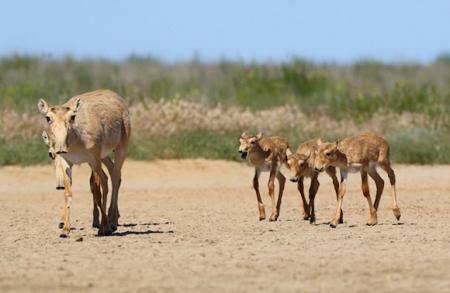 saiga's sparring