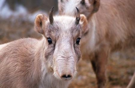 saiga close up