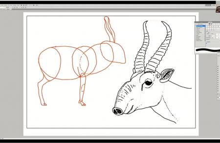 drawing saiga