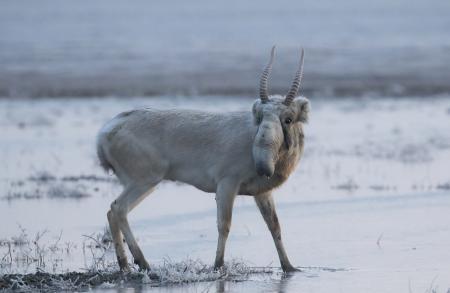 saiga