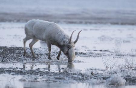 saiga