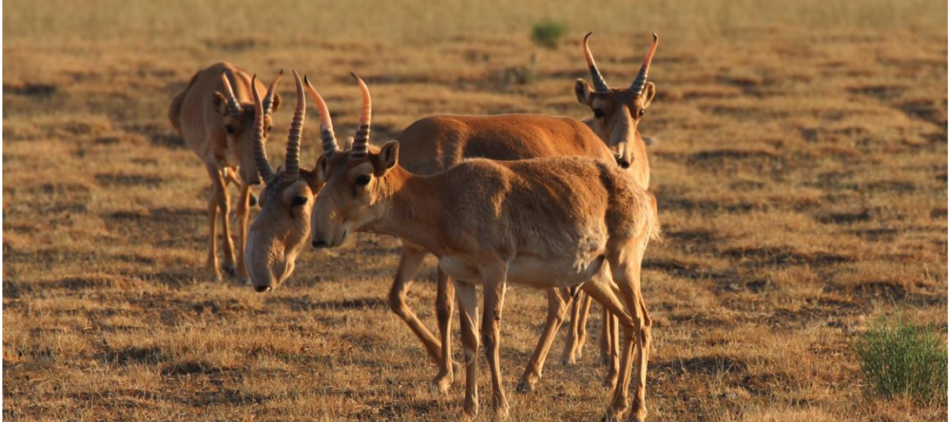 Saiga antelopes